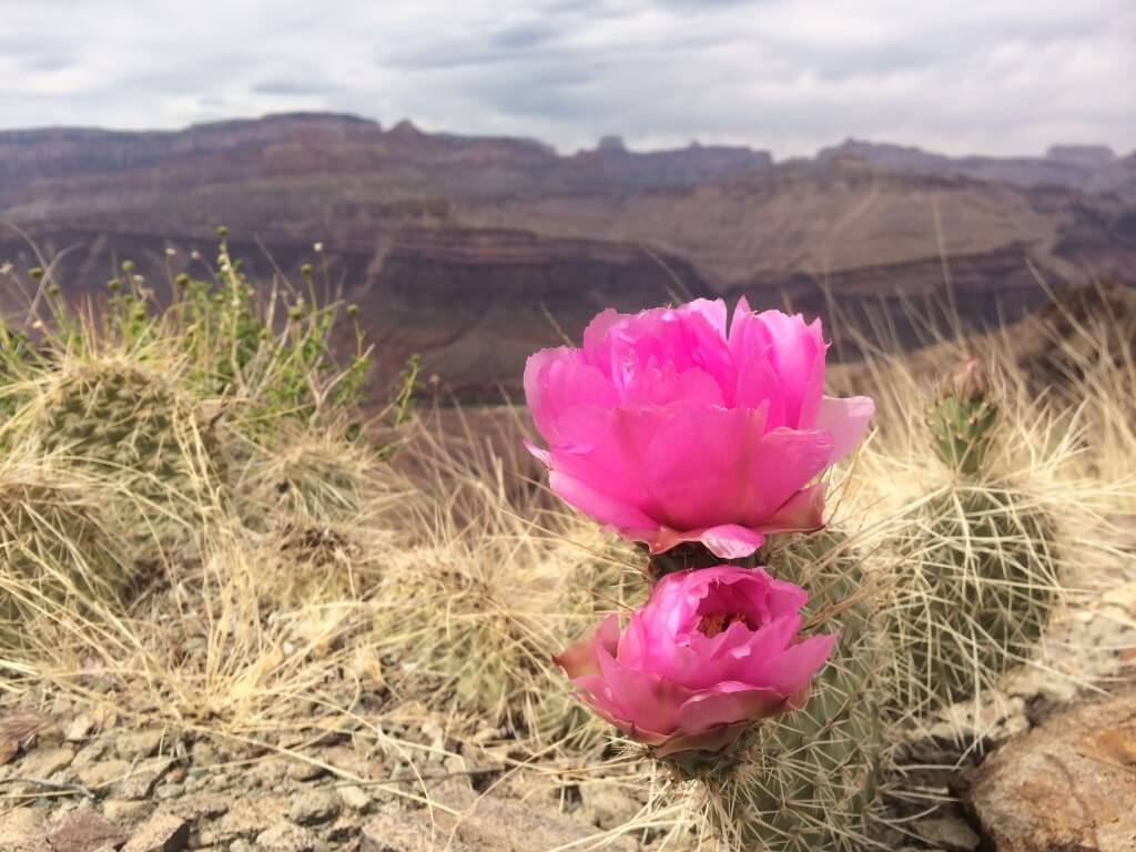 Grizzly Bear Cactus Flower and Grand Canyon