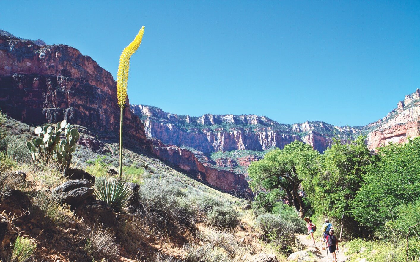 A Century plant stands tall in Grand Canyon.
