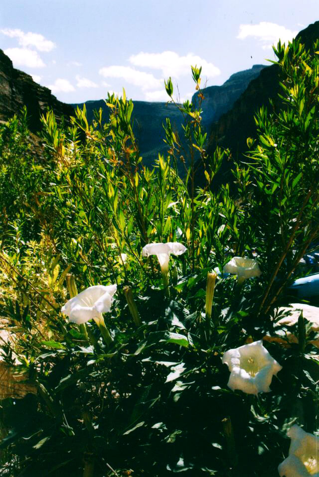 flowers on a hike during a Grand Canyon Whitewater rafting trip